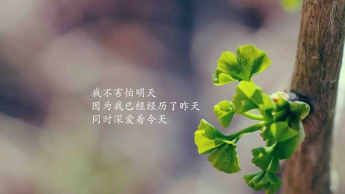 马鞍上的花