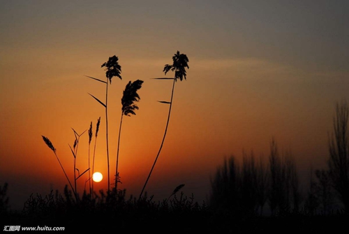 丁香花