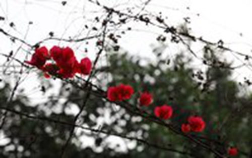 燕子广场舞拉萨夜雨附教广场舞